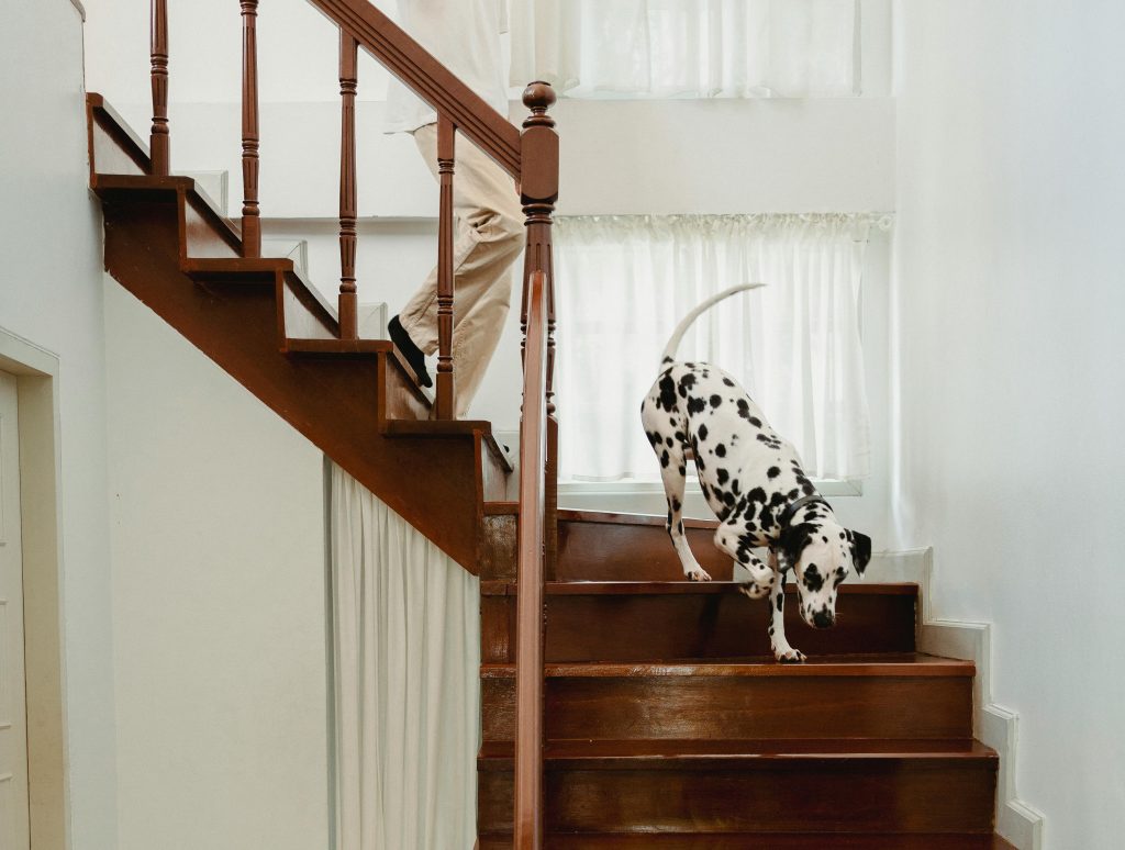 Was die meisten Hundehalter nicht bemerken: Wie dein Zuhause die Bewegung deines Hundes beeinflussen kann A Dalmatian dog descends a wooden staircase indoors with natural light streaming in.