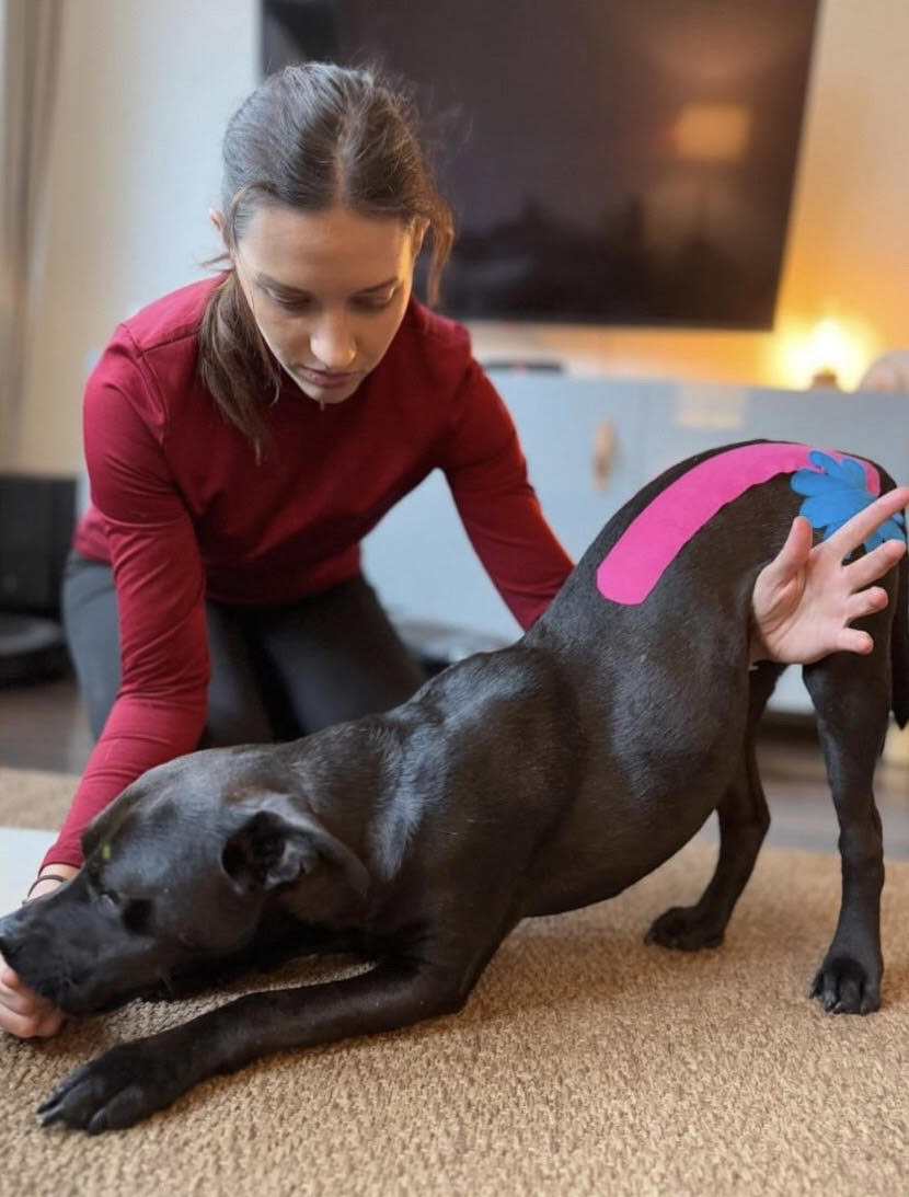Bewegungstherapie & Fitness